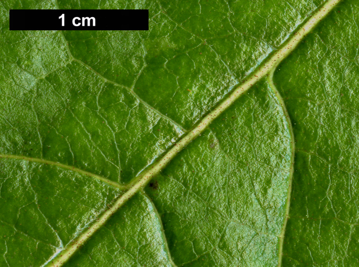 High resolution image: Family: Adoxaceae - Genus: Viburnum - Taxon: nudum - SpeciesSub: 'Pink Beauty'